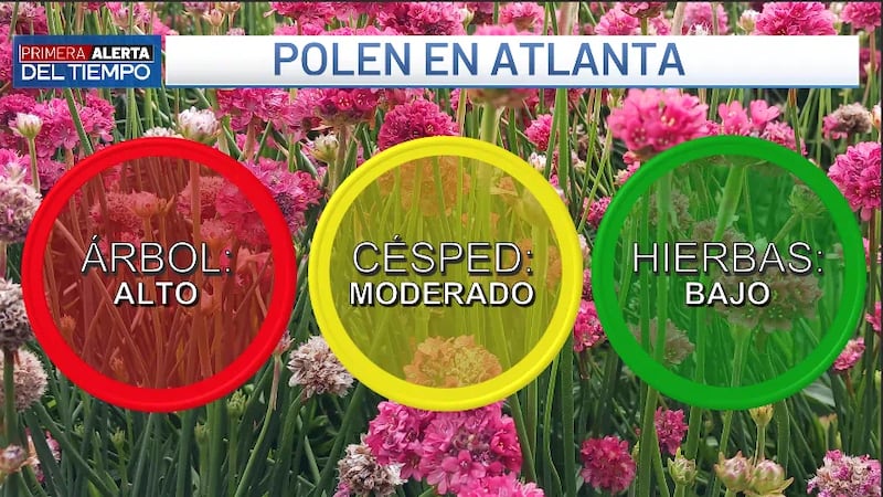 Niveles de polen "extremadamente altos" se reportan este jueves en Atlanta.