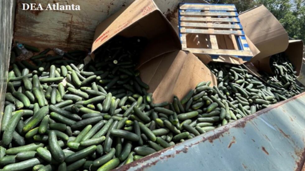 DEA halla enorme cargamento de drogas oculto en pepinos; arrestan a dos hispanos.