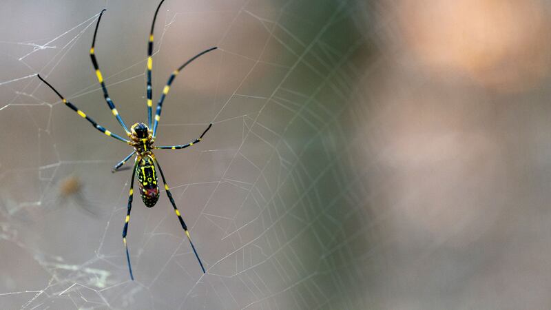 Un nuevo estudio de la UGA encontró que la araña invasora Joro no se ve particularmente...