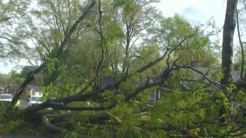 Un árbol caído bloquea una calle tras tormenta en la madrugada del sábado