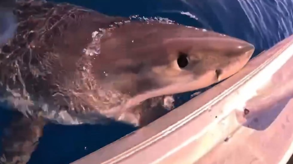 A great white shark that was reportedly 5 meters, or 16.4 feet, tried to take a bite out of...