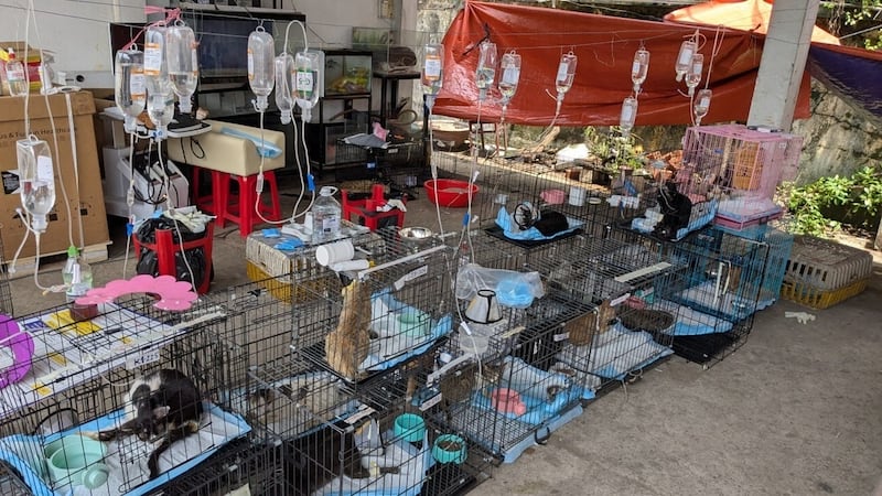 En esta imagen, distribuida por Vietnam Cat Welfare, se muestra a gatos rescatados recibiendo...