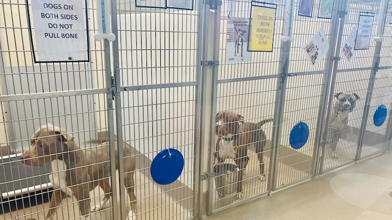 Refugios de animales se ven obligados a sacrificar a más de 100 perros y gatos
