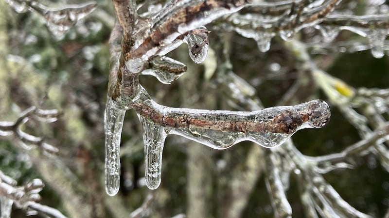 Ice on trees in Douglas county