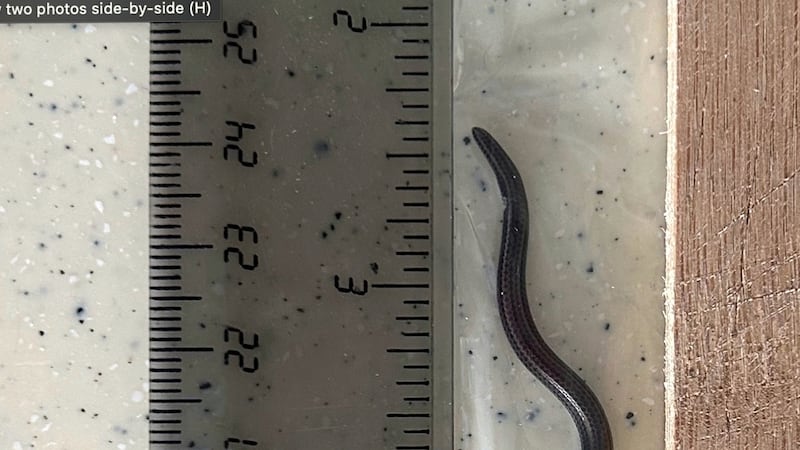 Esta fotografía proporcionada por Re:wild muestra la serpiente hilo de Barbados junto a una...