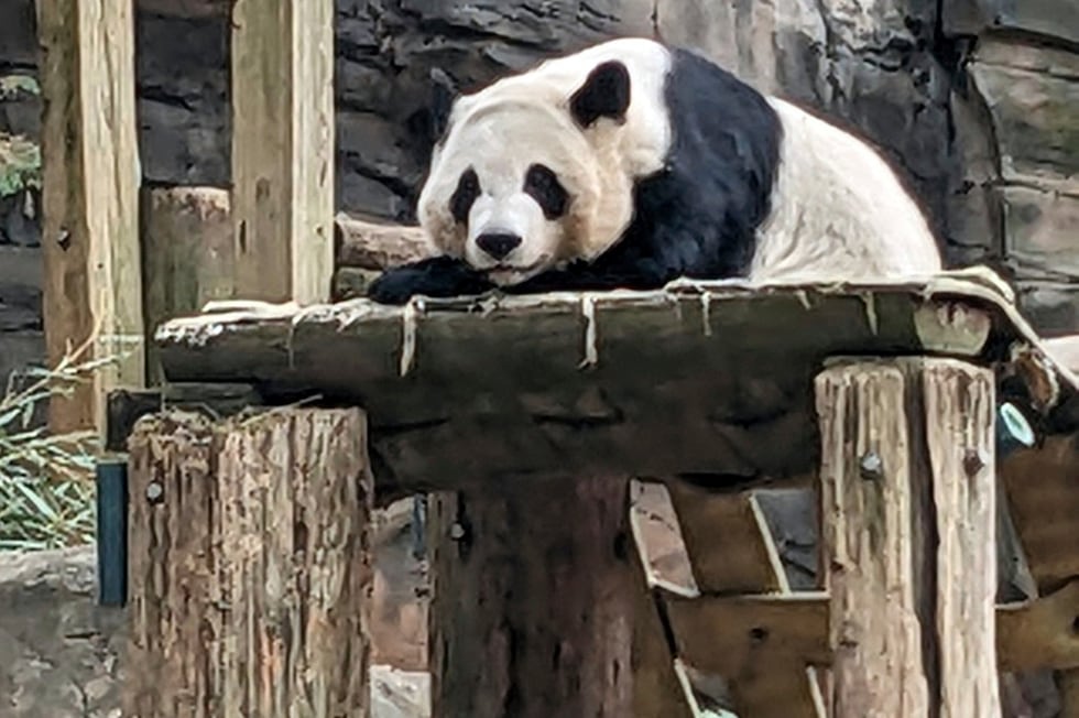 ARCHIVO - Uno de los cuatro pandas del zoo de Atlanta descansa en su recinto, el 30 de...