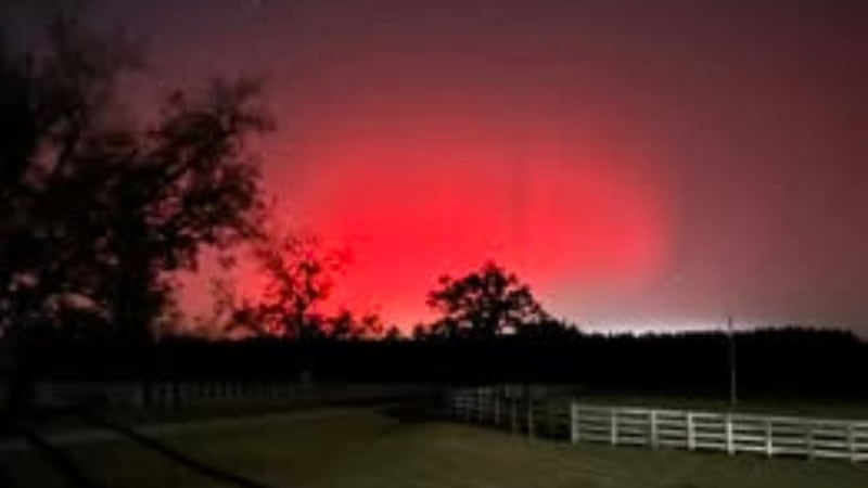 Northern Lights Heather in Ty Ty, GA