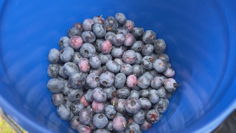 Family-owned Toft Farms in Carriere opens U-Pick operation for harvest of Mississippi’s...
