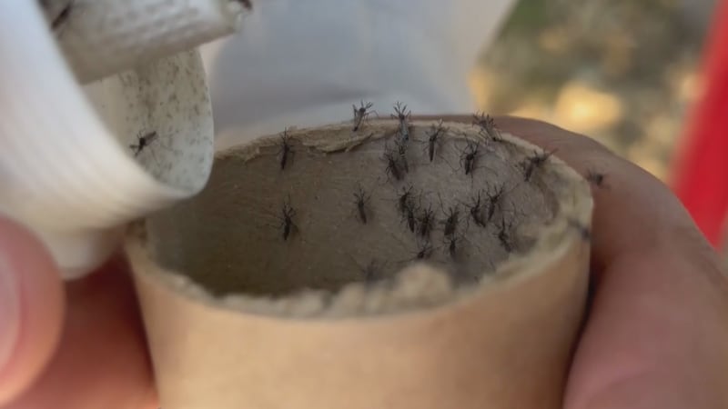 Health officials urge residents to eliminate standing water, take precautions against mosquito...
