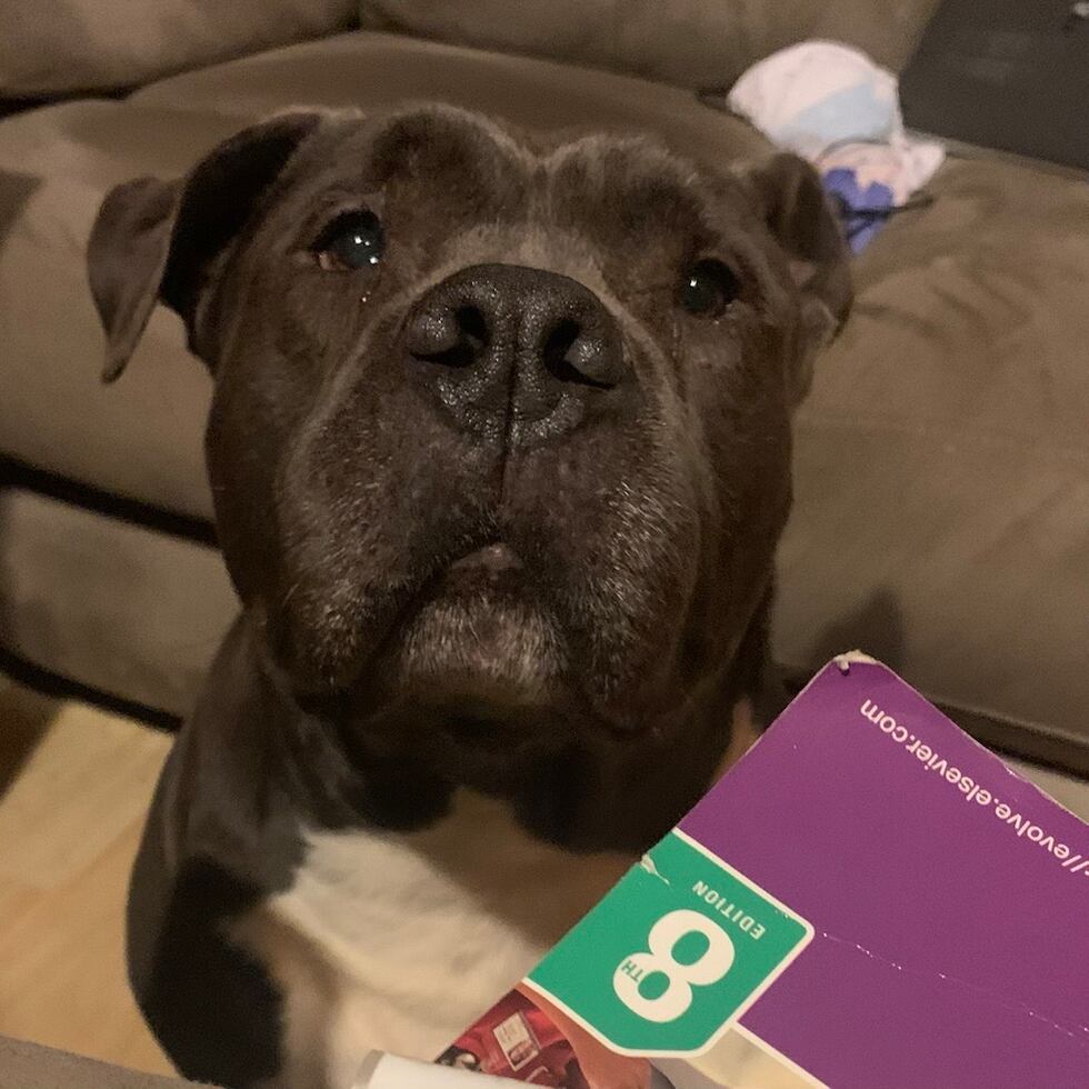 Trágicamente, Pince, un pitbull de 9 años de la familia, no sobrevivió, informaron las...