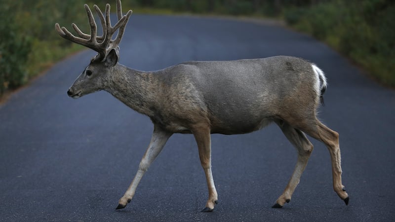 ARCHIVO | A mule deer buck crosses a road in Grand Teton National Park, Wyo., Aug 25, 2016.