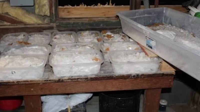 Presuntos narcos enfrentan a la justicia tras hallazgo de metanfetamina en cajas de jalapeños.