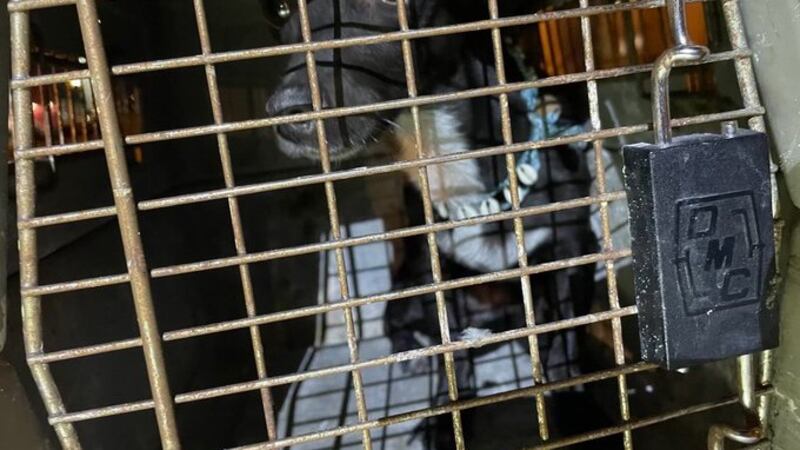 Maia, la perrita que se perdió en un vuelo que venía desde República Dominicana, fue encontrada