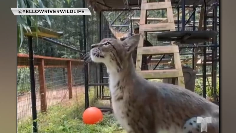 Georgia ofrece varios lugares los animales son los protagonistas