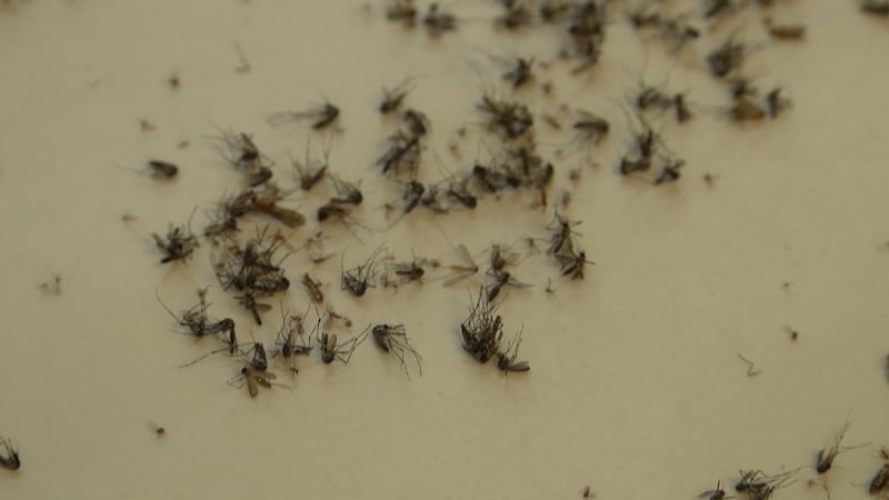 Harrison County Mosquito Control has tested more than 300 mosquito samples this season, and...
