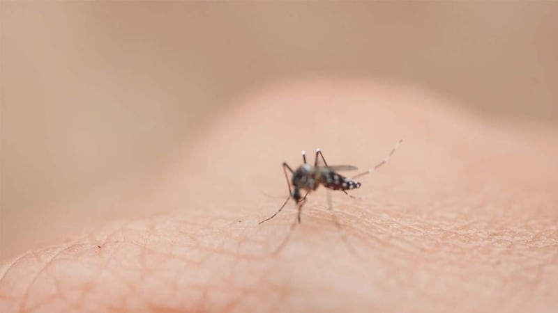 Infected mosquitoes carrying the West Nile virus have been detected in the Lowcountry, health...