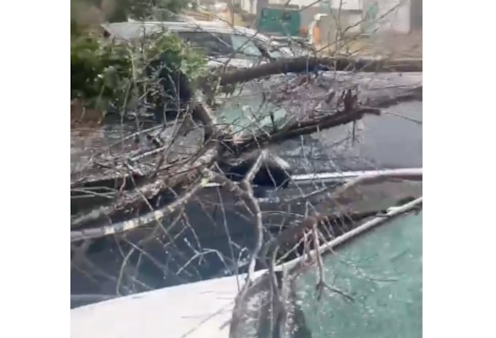 Arboles caen sobre vehículos en apartamentos Concord Crossing, en Smyrna.