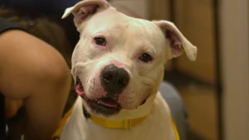 LifeLine Animal Project