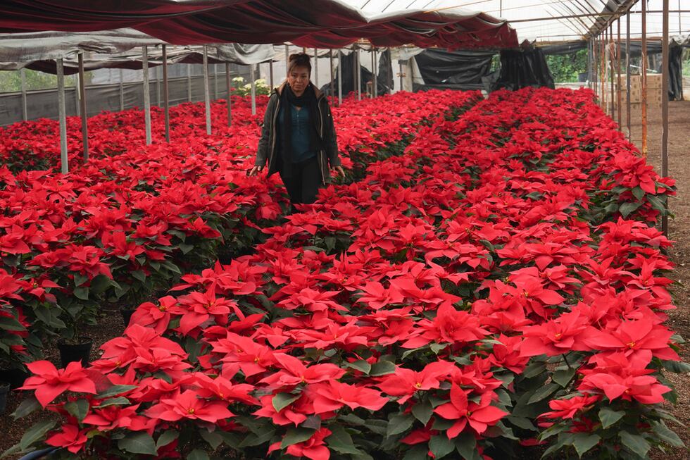 La productora Rosalva Cuaxospa camina entre sus flores de Nochebuena, o poinsettias, en un...