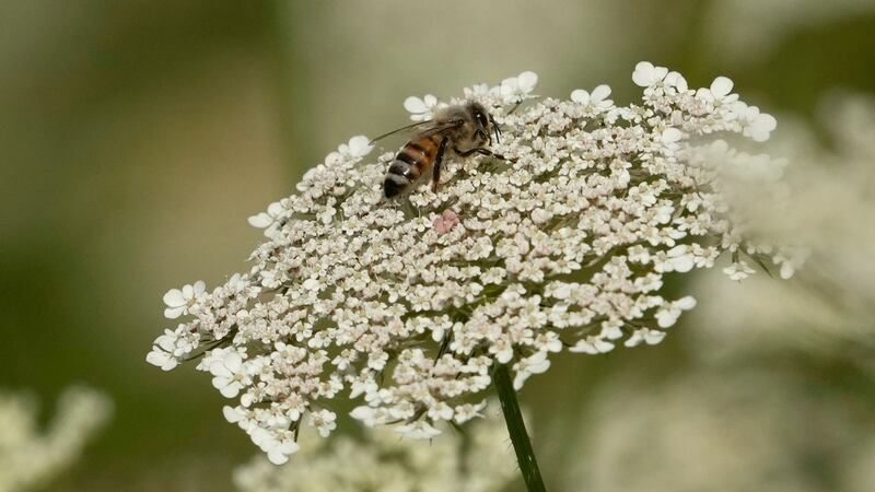 FILE - A bee sits on a flower in the rough of the 3rd fairway during the first round of the...