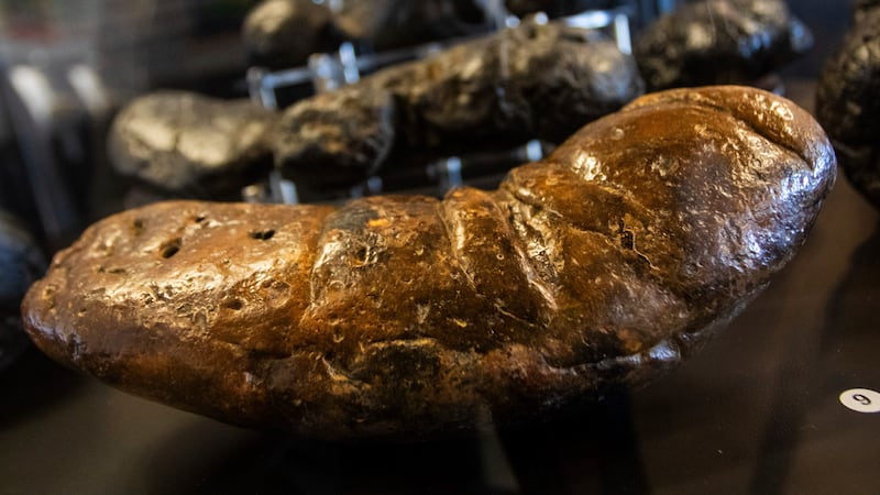 Excremento fosilizado de cocodrilo se exhibe en el Poozeum, el viernes 7 de junio de 2024, en...