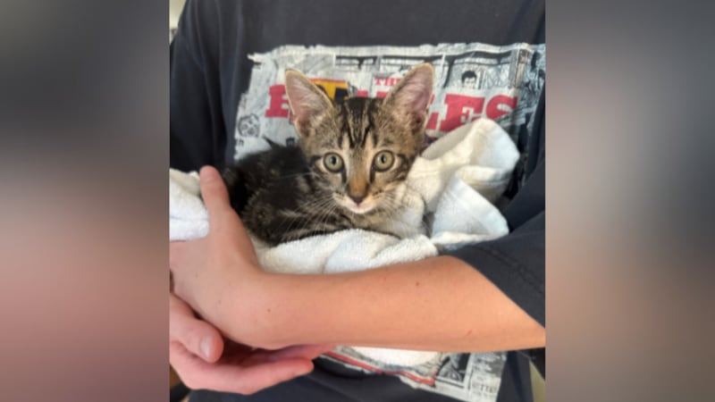 Rescued Brookhaven kitten