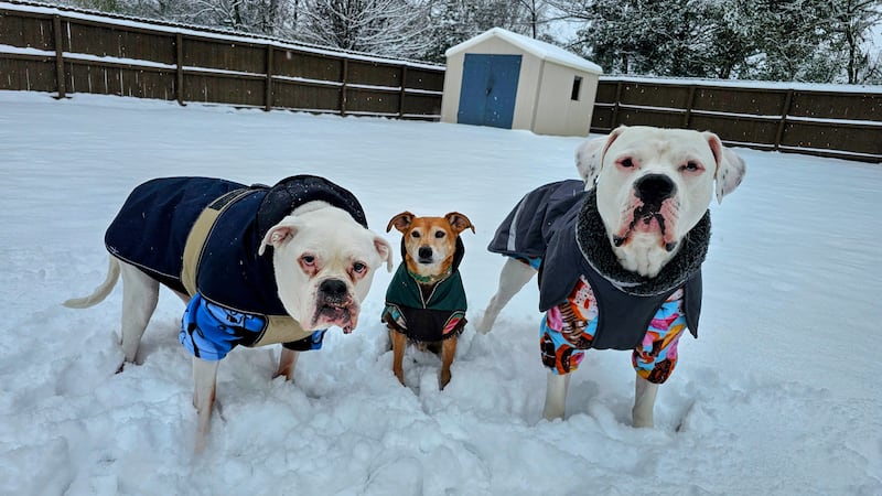 Dogs having fun in the Alabama snow