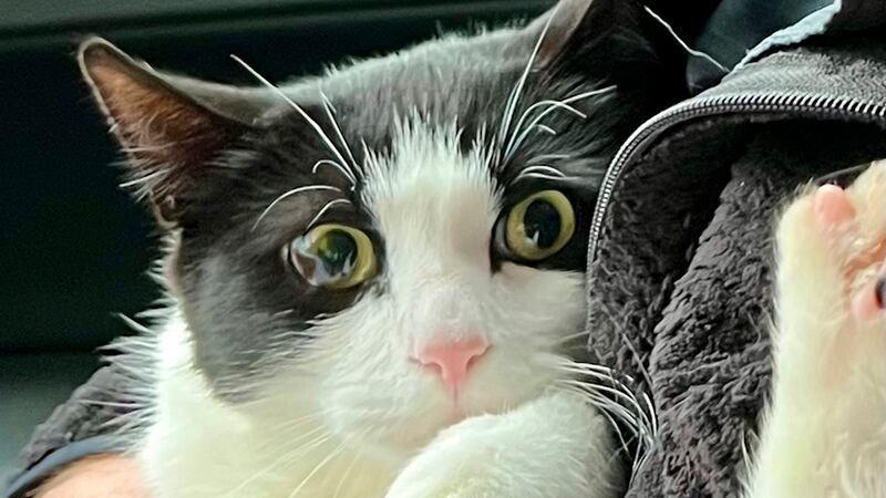 Esta fotografía proporcionada por Elizabeth Wilkins muestra a su gato de nombre Leo, en...