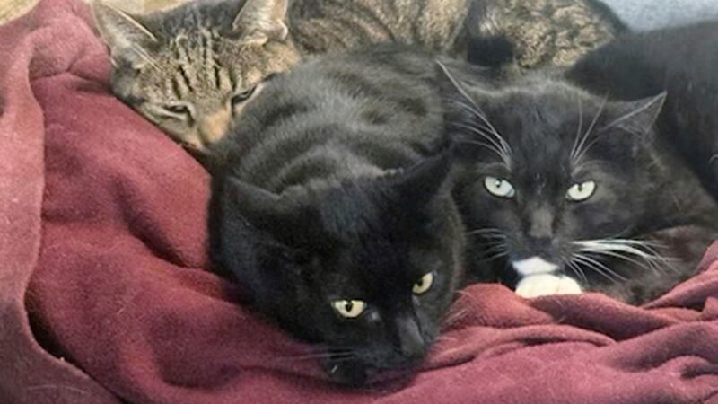 Esta foto facilitada por Joseph Journell de San Bernardino, California, muestra a dos de sus...