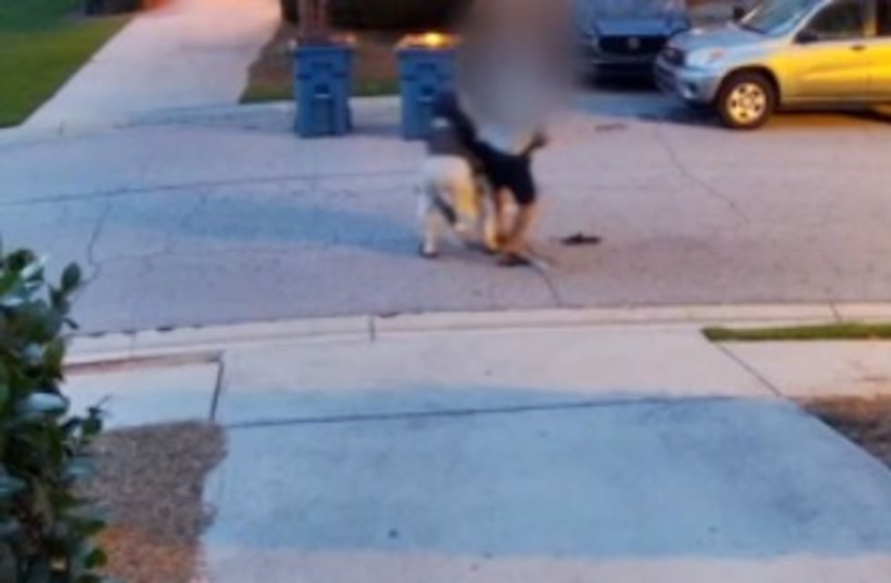 Un hombre fue hospitalizado con heridas graves en ambas manos tras el ataque de un perro en...