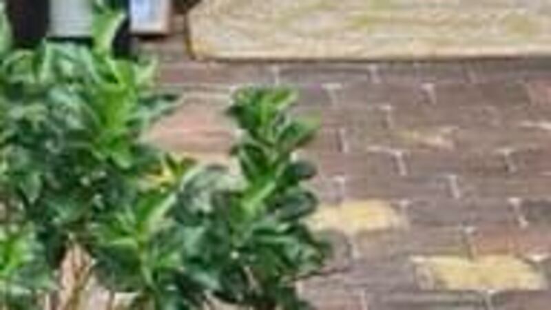 Serpiente cascabel que mordió a la conductora de Amazon. Foto compartida en la cuenta de...