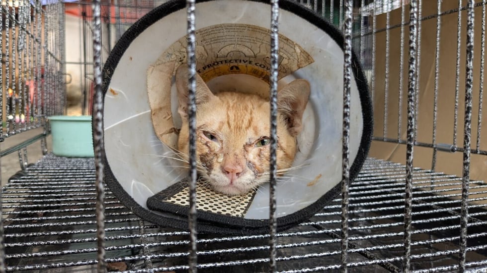 Esta foto publicada por Vietnam Cat Welfare muestra a un gato rescatado con un collarín en...