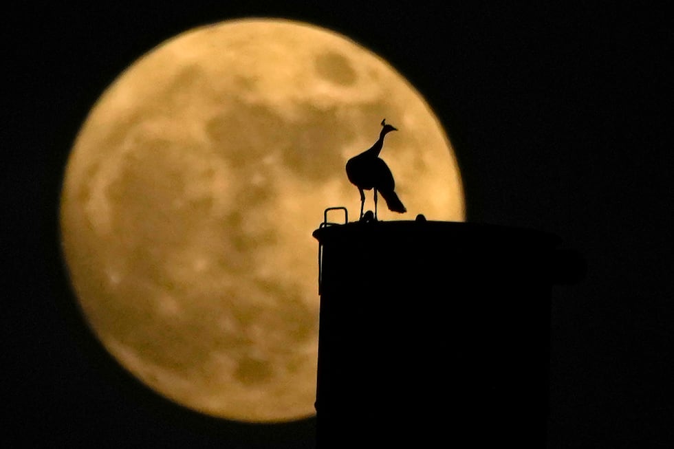 Un pavorreal sobre una chimenea con la luna llena detrás, en Hyderabad, India, el miércoles 30...