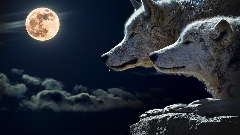luna de lobo cuando es