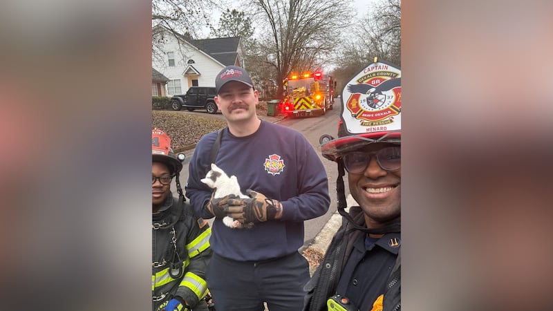 Firefighters used “careful coordination and specialized tools” to bring a small cat to safety,...