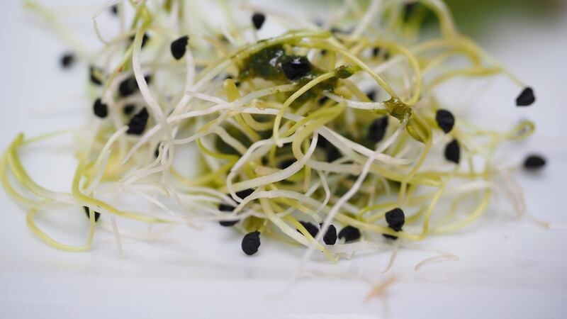 alfalfa contaminada en nebraska estados unidos