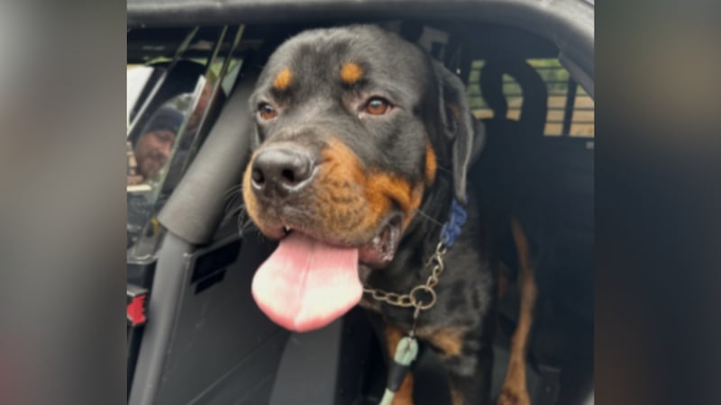 dog found by Dunwoody police