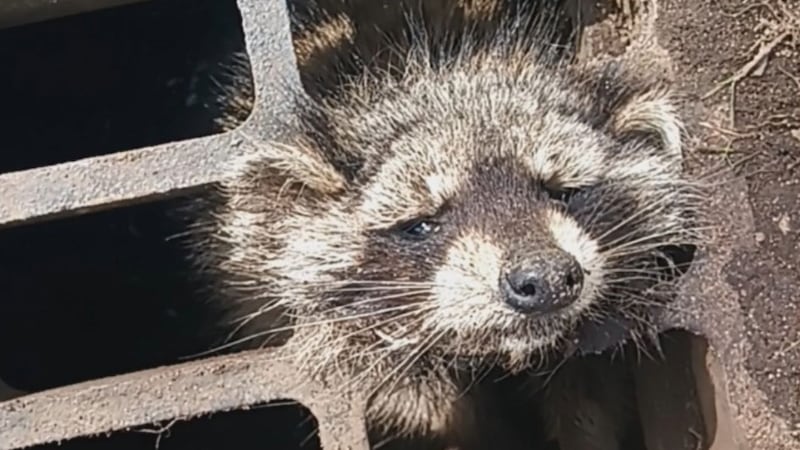 A raccoon has been rescued from a storm drain all thanks to a good Samaritan and the police...