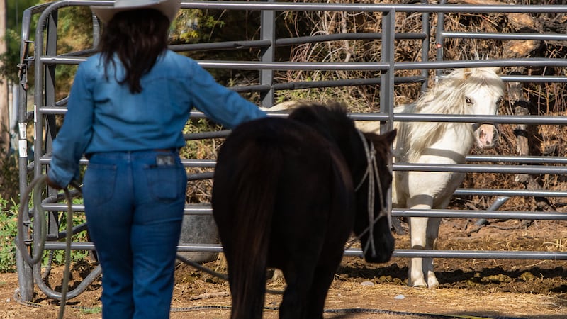 Jasmin Gómez, voluntaria del River Thunder Ranch, lleva a Blackie, una yegua de Shetland, a un...