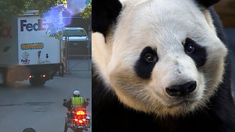 Giant pandas enter Zoo Atlanta