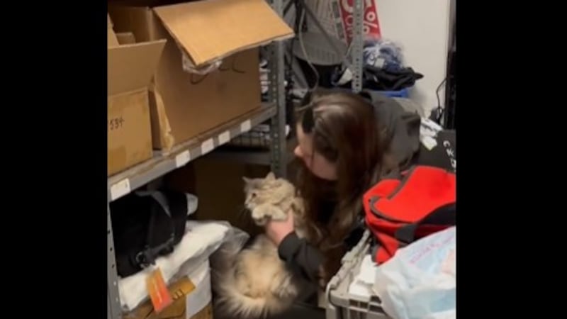 Hallan al gato perdido en el aeropuerto de Atlanta
