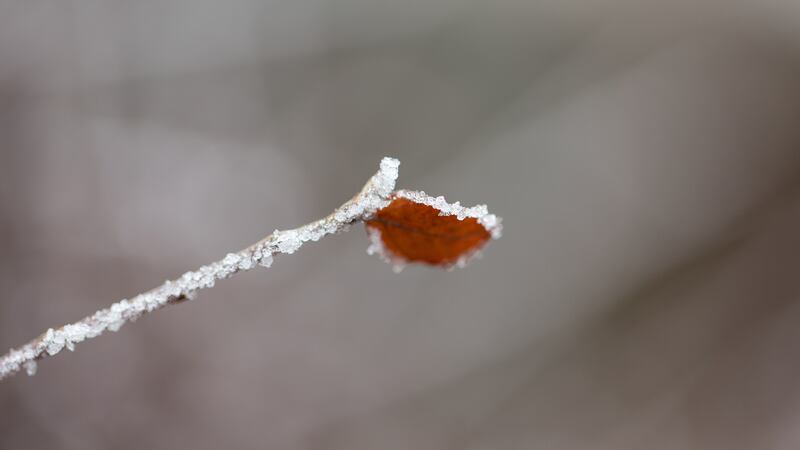 Se espera que las condiciones climáticas afecten cosechas y vegetación sensible.