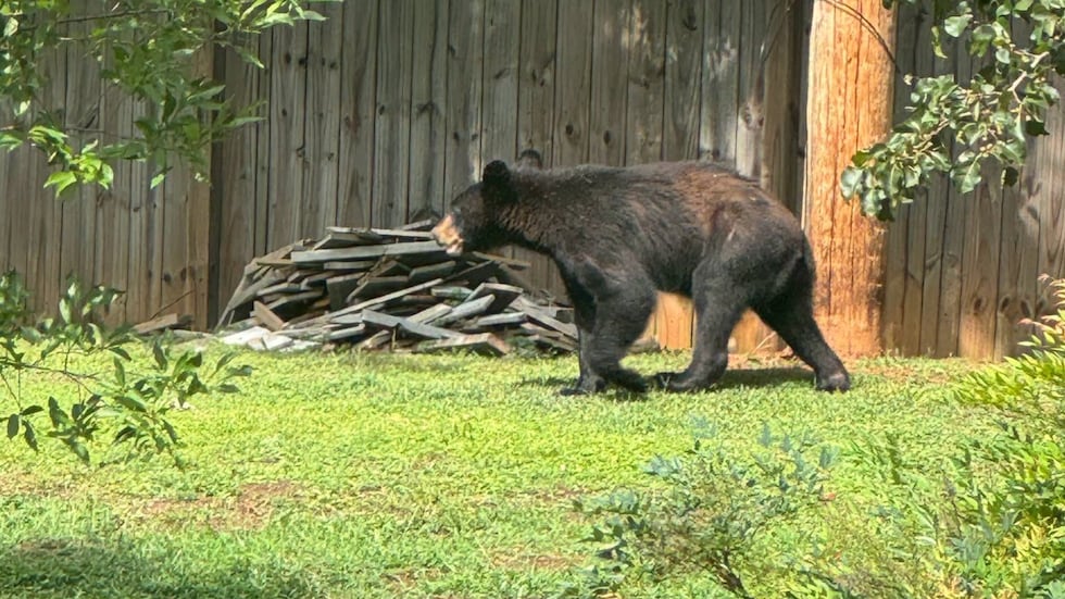 Juvenile black bear seen in Smyrna backyard
