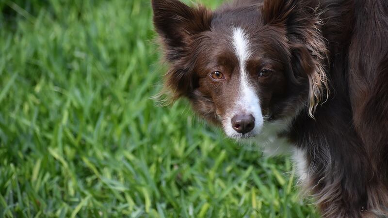 profesor abusaba sexualmente de su perro en estados unidos