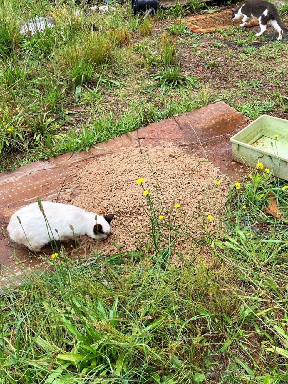 Gatos callejeros se alimentan en una propiedad cerca de Demorest, Georgia