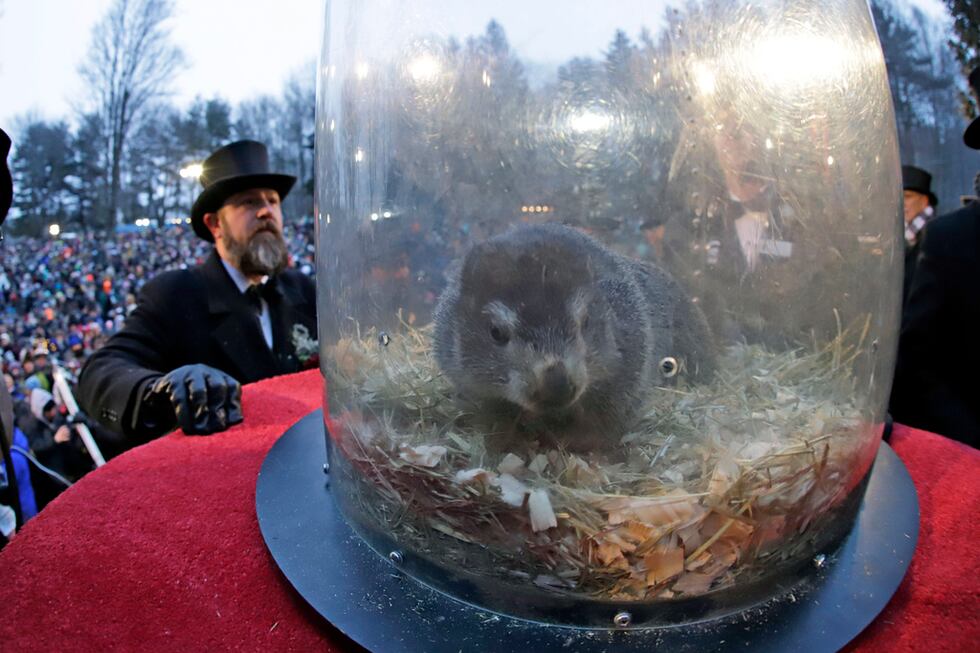 Punxsutawney Phil, la marmota cuyos movimientos según la tradición predicen cuánto más durará...