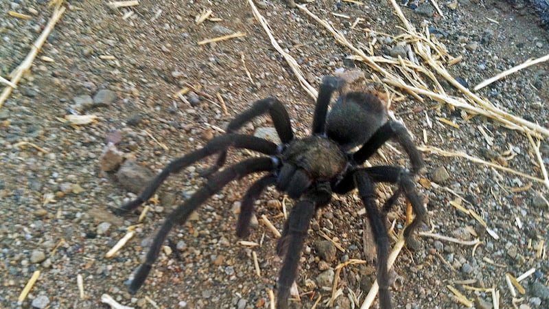 temporada de apareamiento de la tarántula parda