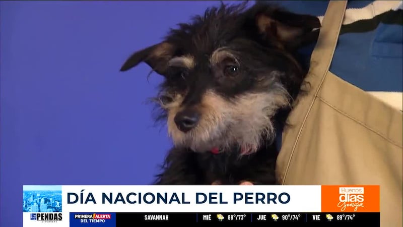 ¡Hoy se celebra el Día Nacional del Perro!