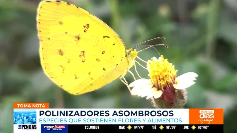 Polinizadores asombrosos: especies que sostienen flores y alimentos