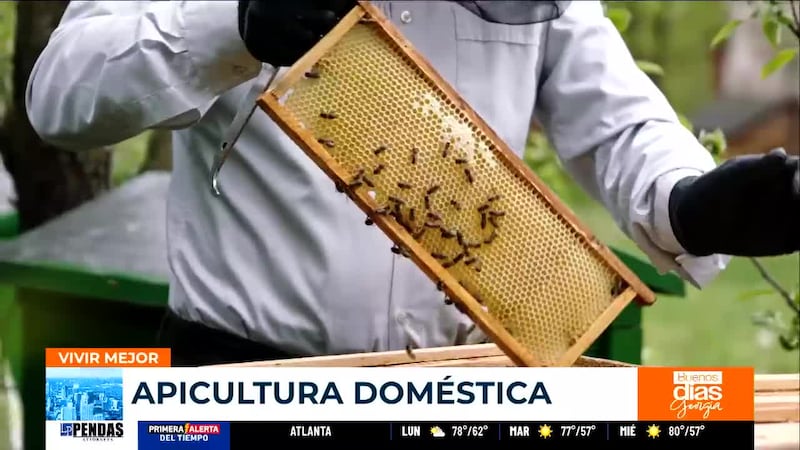 VIVIR MEJOR: ¿Alguna vez ha pensado en producir la miel usted mismo?